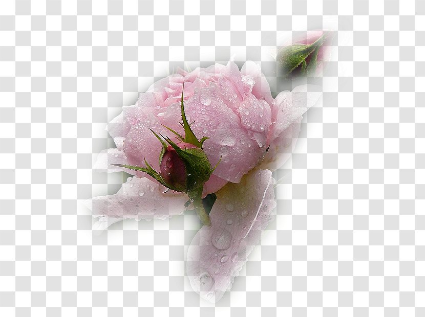 Flower Garden Roses - Flowering Plant Transparent PNG