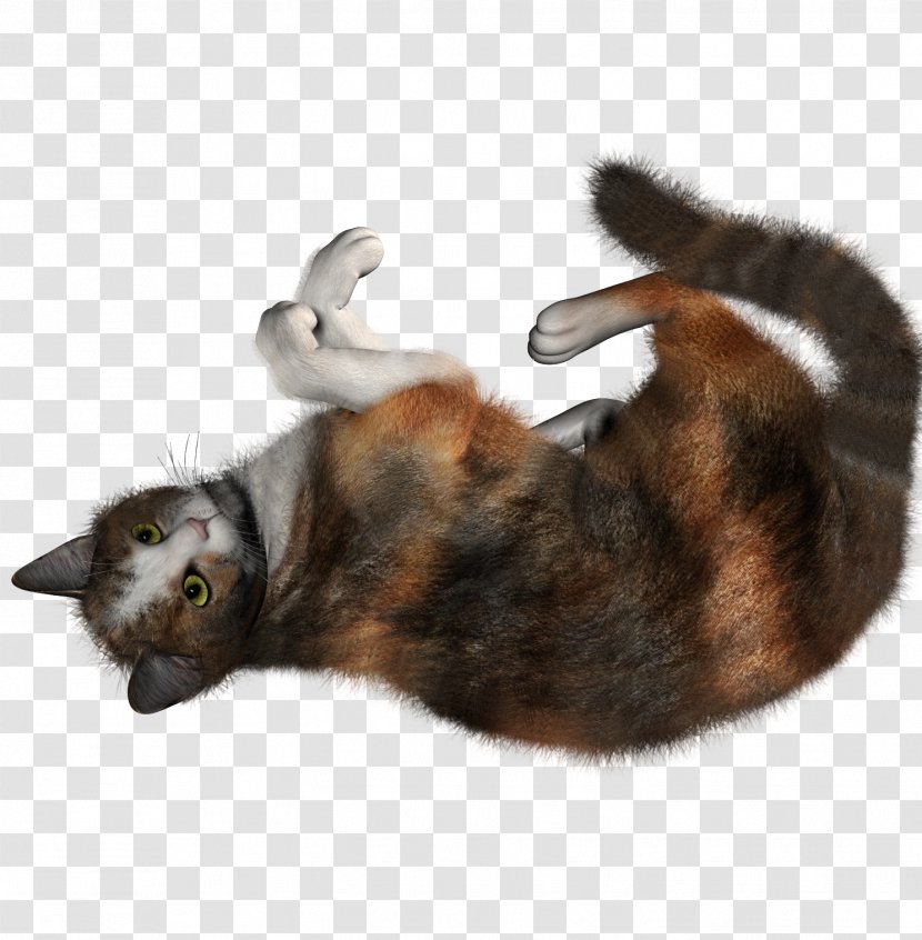 Tabby Cat Kitten Clip Art - Cats Transparent PNG