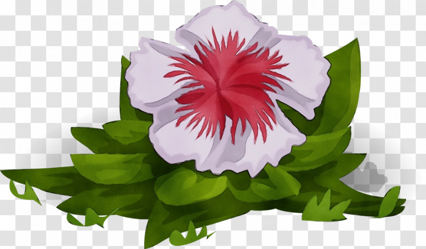 Flower Petal Plant Pink Morning Glory Transparent PNG