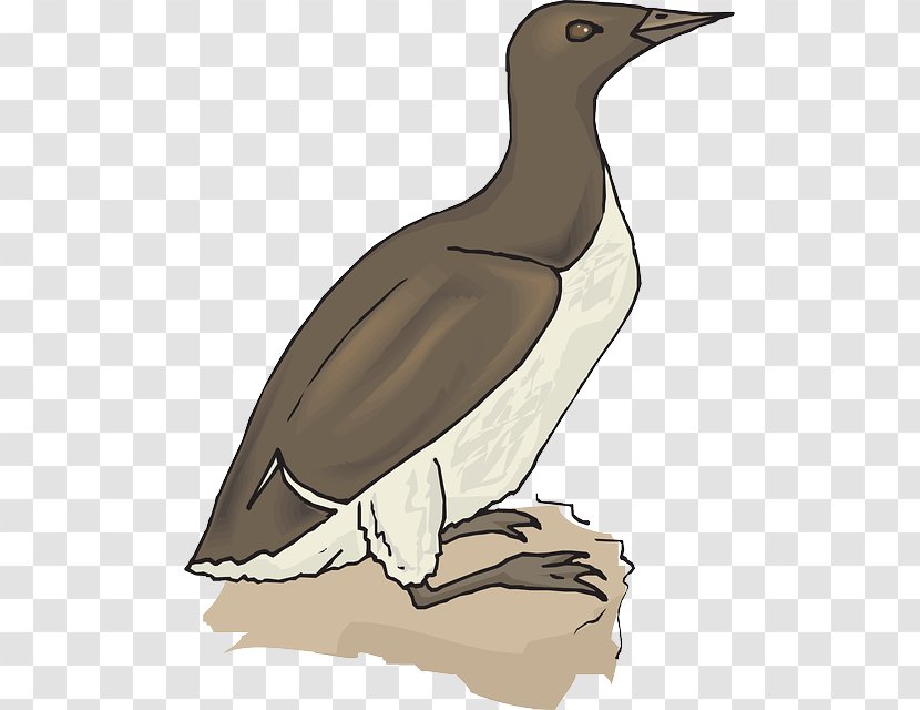 Duck Goose Penguin Bird Booby - Animation Transparent PNG