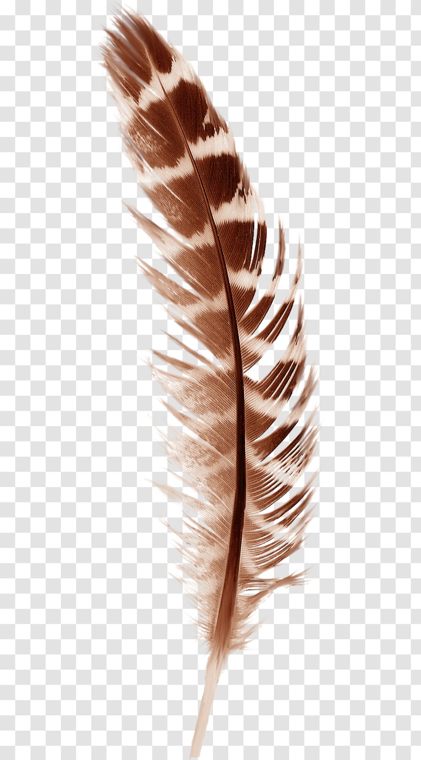 Bird Feather Paper Autumn - Beautiful Brown Feathers Transparent PNG