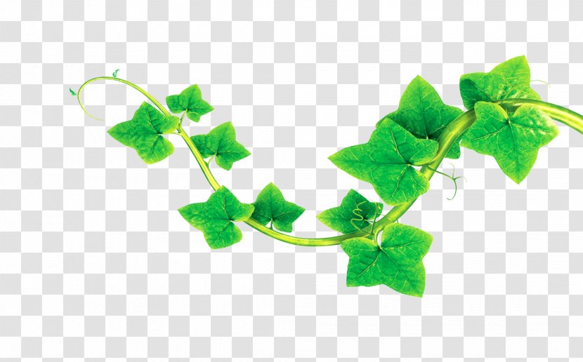 Poster Happiness Nature - Branch - Leaves Transparent PNG