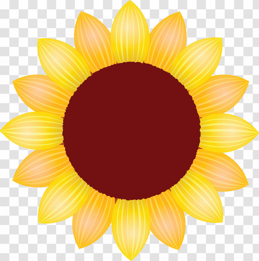 Sunflower Petal Flower Transparent PNG