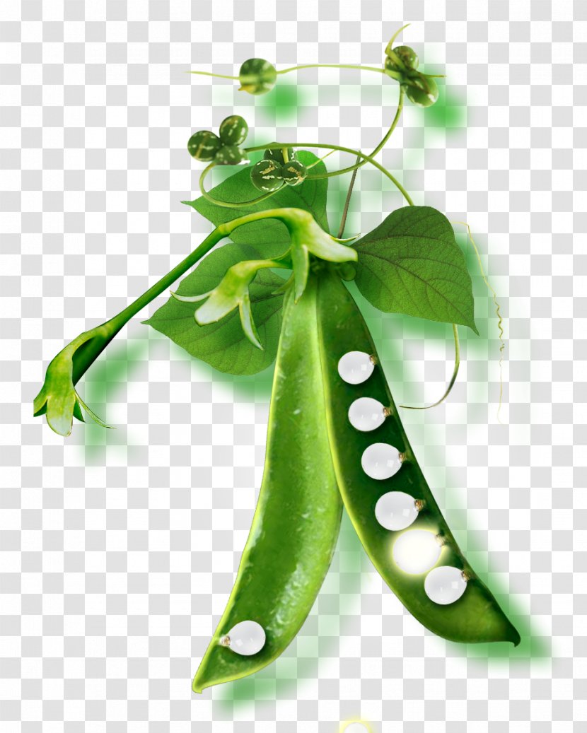 Pea Soup Green Bean - Superfood - Creative Peas Transparent PNG