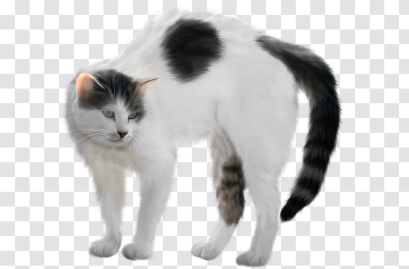 Kitten Domestic Short-haired Cat Turkish Van Japanese Bobtail Aegean - Fur Transparent PNG