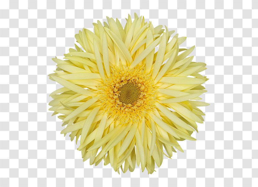 Stock Photography Flower Common Daisy Family - Royaltyfree - Moonlight Transparent PNG