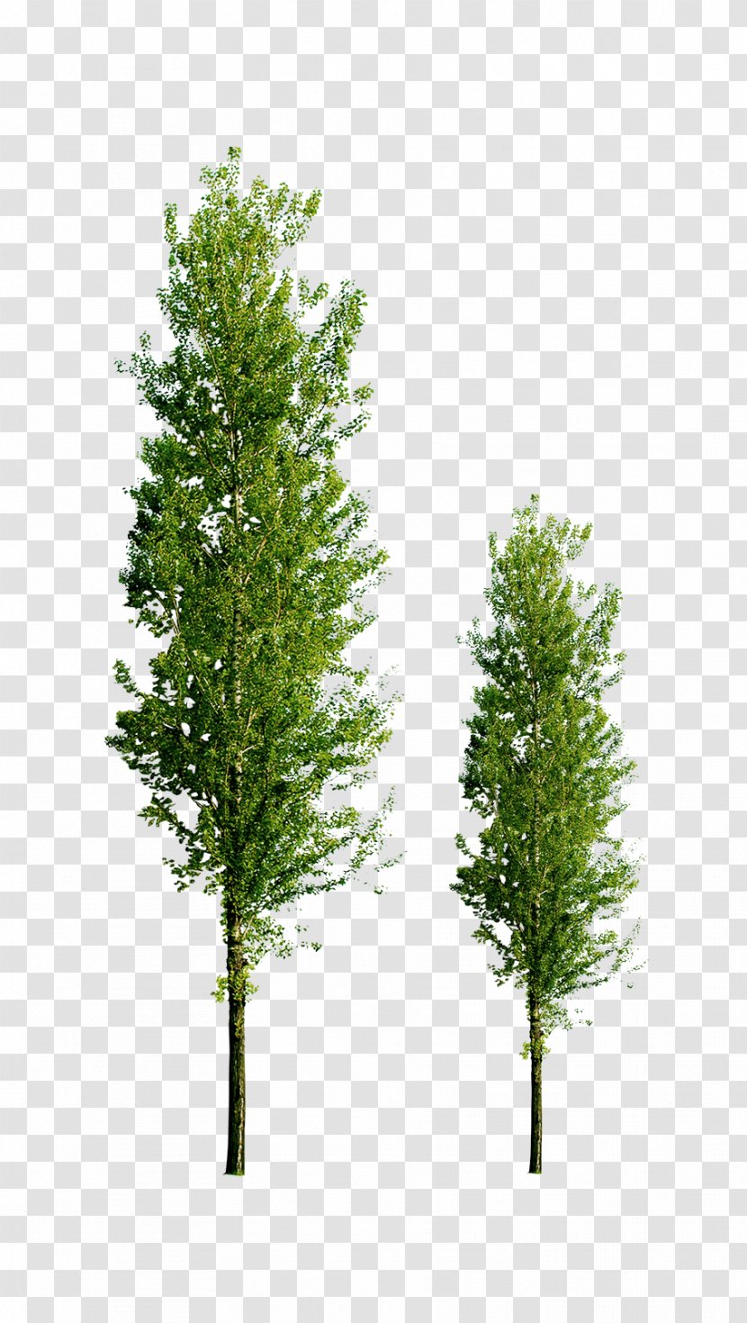 Tree Company Information - Twig - Green Trees Transparent PNG