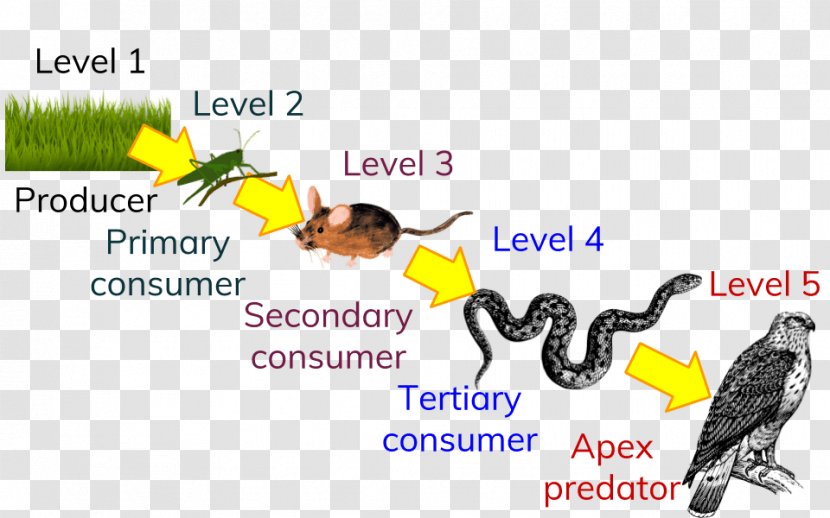 Trophic Level Food Chain Ecological Pyramid Ecology Consumer - Area Transparent PNG