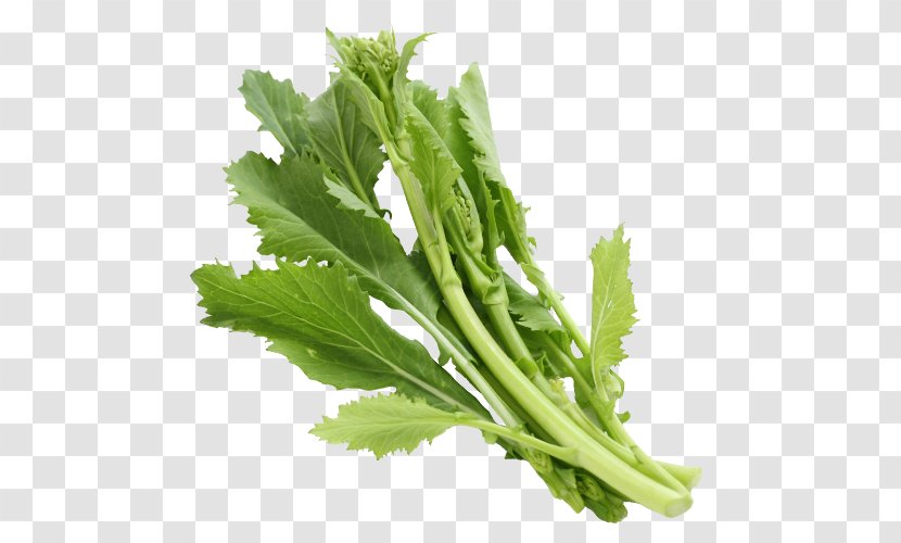 Broccoletto Coriander Food Vegetable Rapini - Onion Transparent PNG