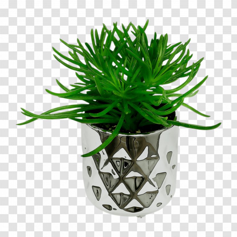 Spineless Yucca Plants Lilies Flowerpot Ornamental Plant - Flower Transparent PNG