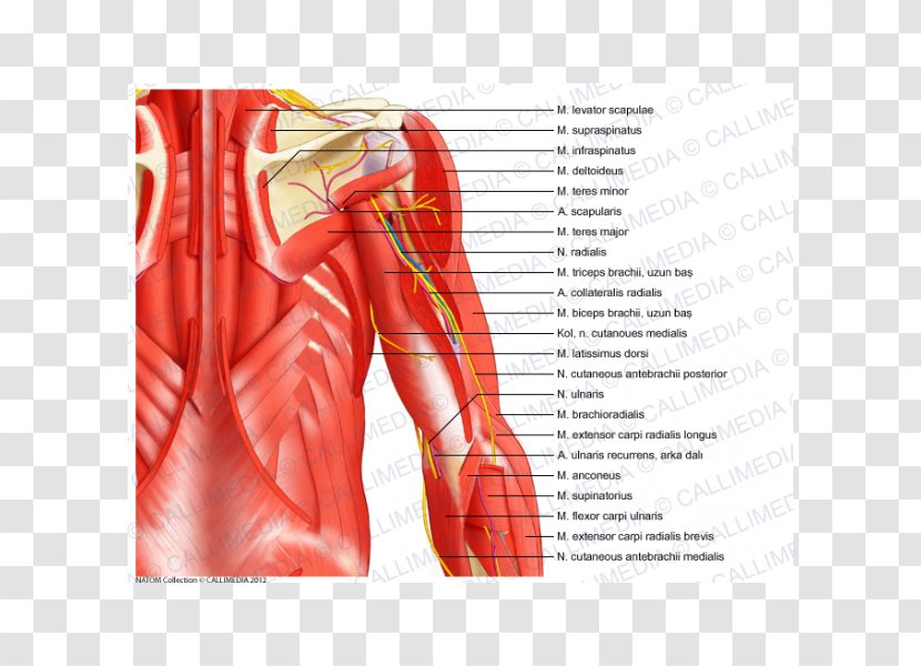 Serratus Anterior Muscle Posterior Inferior Superior Shoulder - Silhouette - Arm Transparent PNG