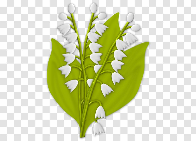 Lily Of The Valley Plant Stem La Boîte à Images Clip Art Transparent PNG