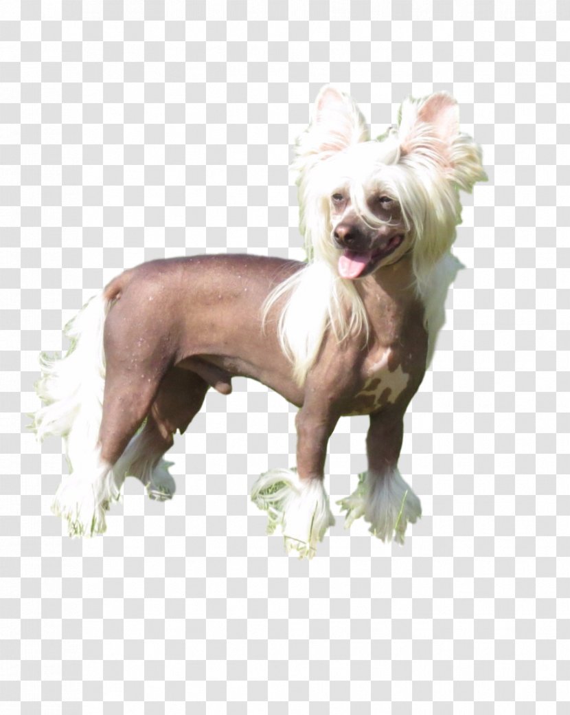 Dog Breed Chinese Crested Companion Snout - Like Mammal Transparent PNG