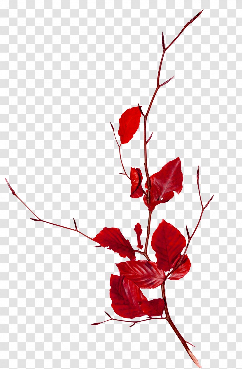 Branch Tree Clip Art - Floristry - Red Leaf Decoration Transparent PNG