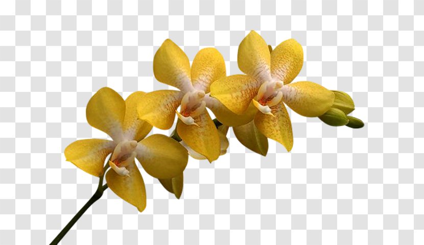 Orchids Flower Clip Art Christmas Orchid Cattleya Percivaliana - Dendrobium Transparent PNG