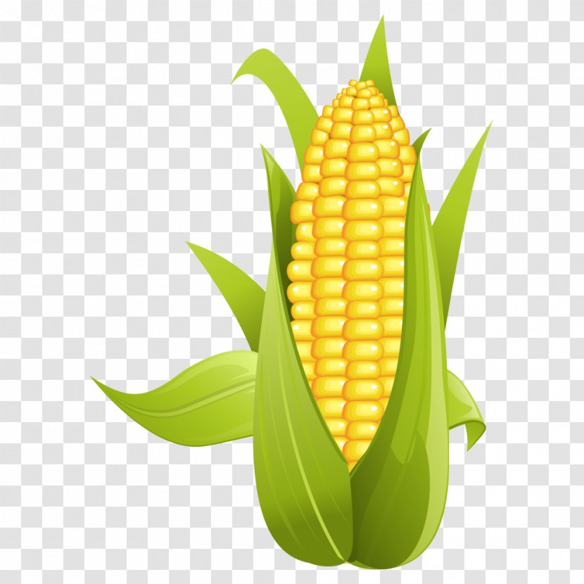 Corn On The Cob Maize Clip Art - Kernels Transparent PNG