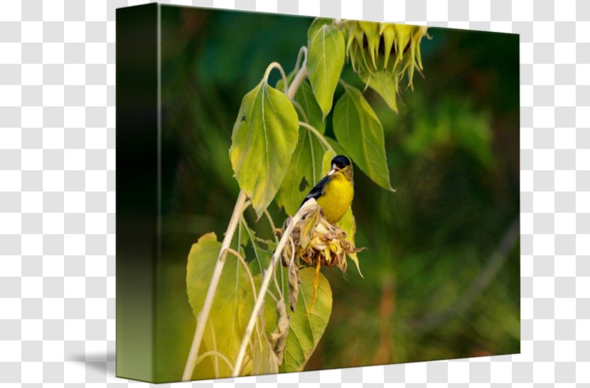 Finches Fauna Beak Wildlife - Finch - Sunflower Seeds Transparent PNG