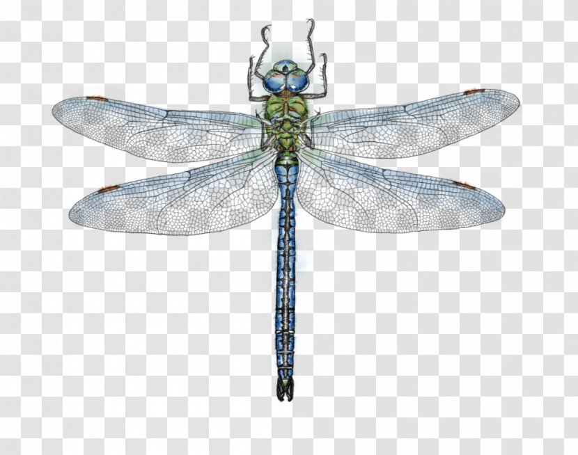 Dragonfly Emperor Az év Rovara Drawing Transparent PNG