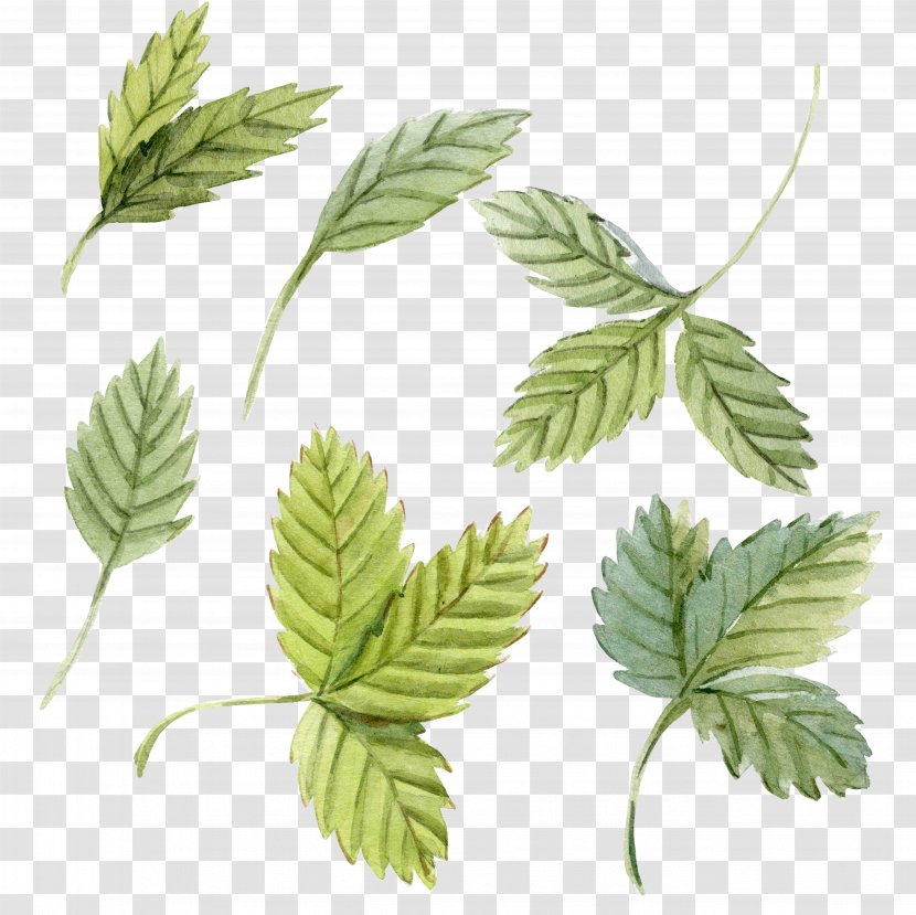 Peppermint Leaf Watercolor Painting - Hand-painted Mint Leaves Transparent PNG