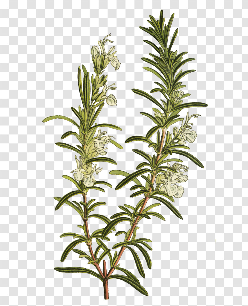Rosemary Transparent PNG
