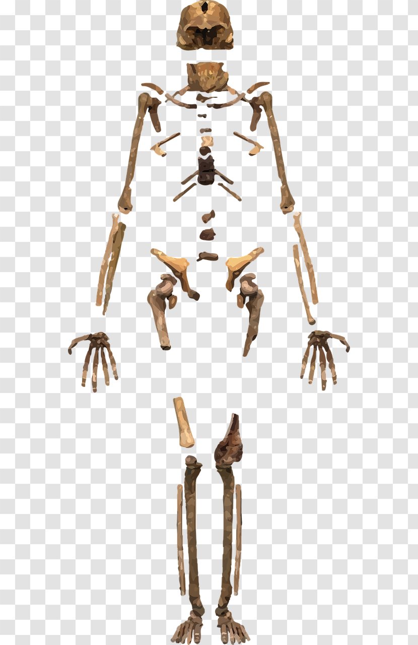 Skeleton Homo Sapiens Human Body Bone Transparent PNG