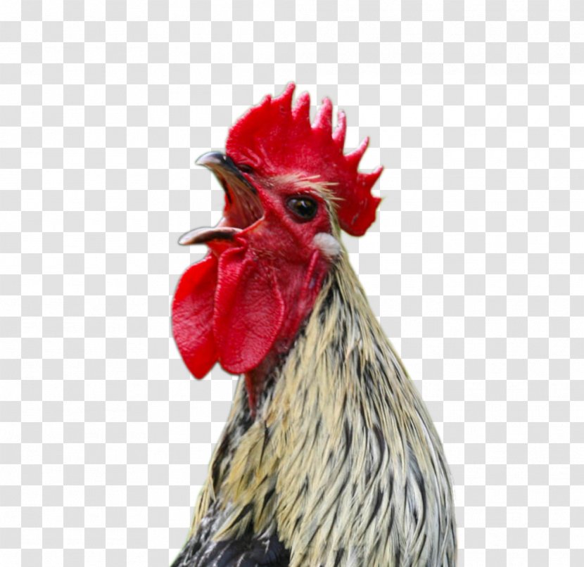 Marshal Reuben J. Cogburn Chicken Rooster Screaming Cock A Doodle Doo Transparent PNG