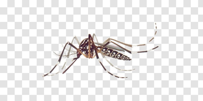 Yellow Fever Mosquito Dengue Chikungunya Virus Infection Mosquito-borne Disease Transparent PNG