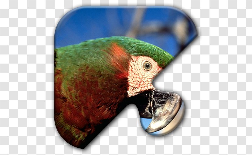 Parrot Bird Chestnut-fronted Macaw Scarlet - Amazon Transparent PNG
