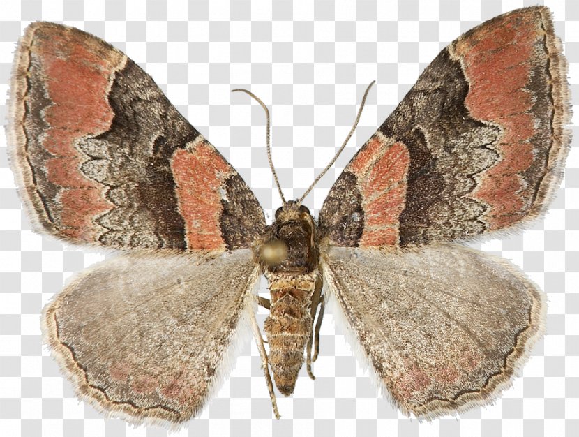 Nymphalidae Hofmannophila Pseudospretella Catarhoe Rubidata Bombycidae - Insect Transparent PNG