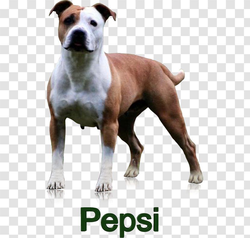 Dog Breed American Staffordshire Terrier Pit Bull And Transparent PNG