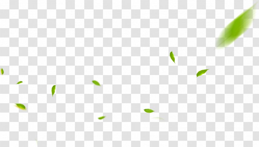 Leaf Image Plants - Cut Flowers - Mugwort Transparent PNG