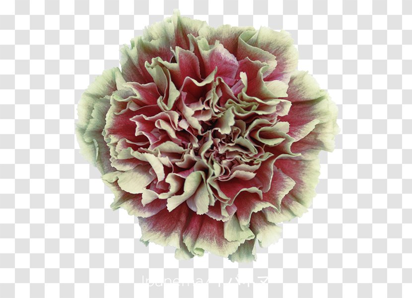 Carnation Cut Flowers Export Import - Hypnosis - Ipanema Transparent PNG