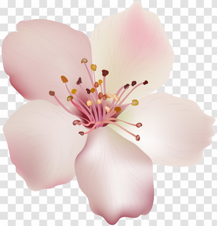 Cut Flowers Magnoliaceae Moth Orchids - Magnolia - Sprin Transparent PNG