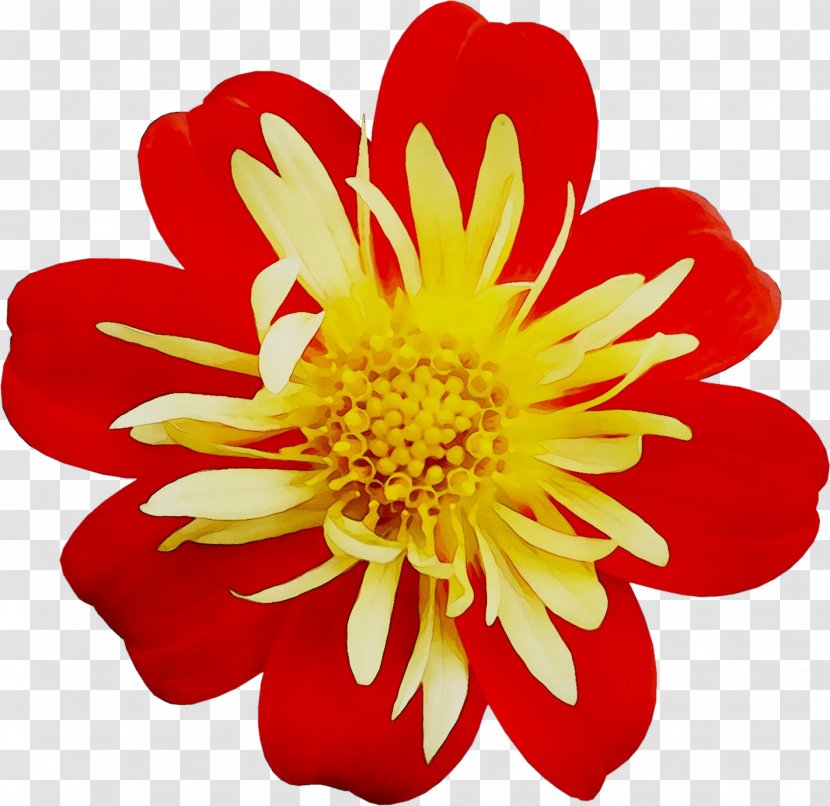 Dahlia Transvaal Daisy Cut Flowers Floristry Chrysanthemum - Yellow - Flowering Plant Transparent PNG