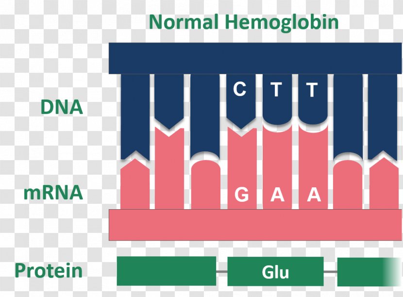 Hemoglobin Sickle Cell Disease Messenger RNA Amino Acid - Protein - Mutation Transparent PNG