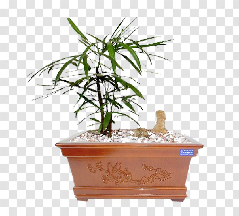 Bonsai Penjing Flowerpot Tree - шсу Transparent PNG