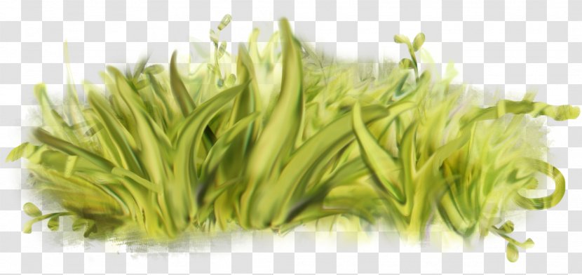Windows Thumbnail Cache Motion JPEG 2000 - Green Grass Transparent PNG