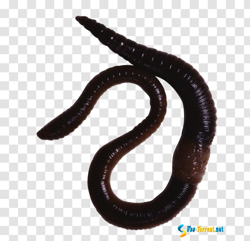 Earthworm Annelid Animal - Biology - Oligochaeta Transparent PNG