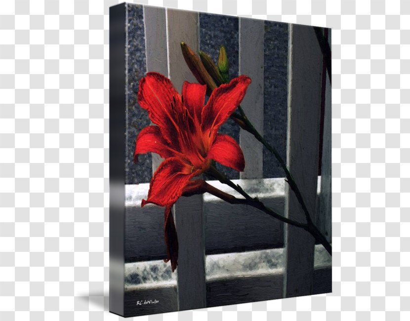 Jersey Lily Indian Shot Canna Picture Frames - Design Transparent PNG