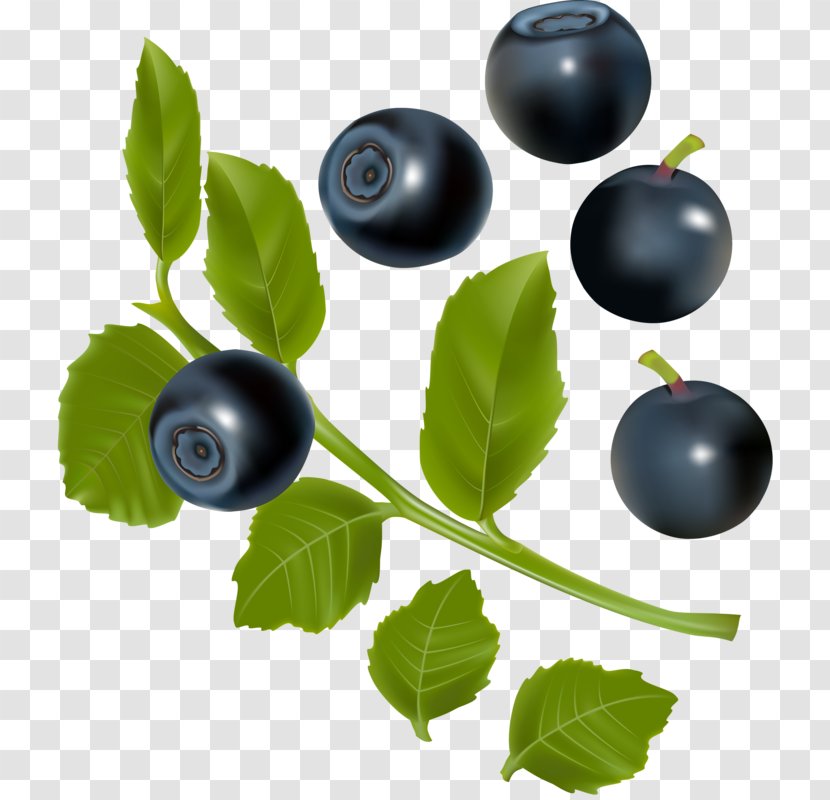 Blueberry Blackberry Illustration - HD Blueberries Transparent PNG
