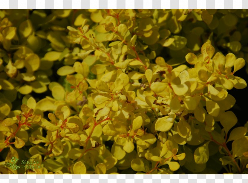 Groundcover Mustard Transparent PNG