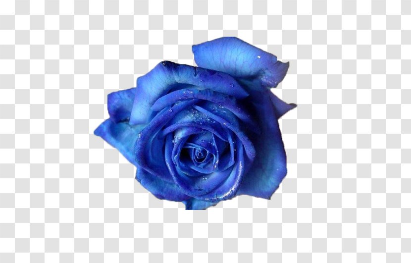 Blue Rose Flower Clip Art - Romantic Aesthetic BLUELOVER Transparent PNG