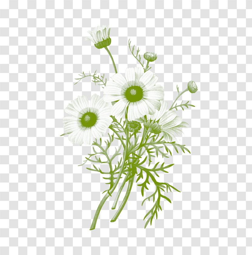 Botanical Illustration Botany Chrysanthemum Common Daisy - Chamaemelum Nobile Transparent PNG