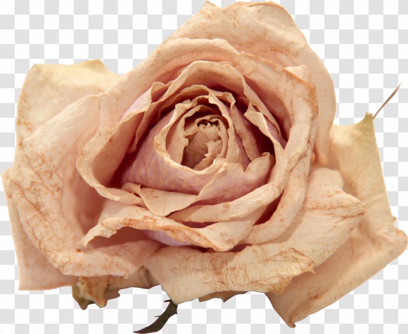 Flower Rose Polyvore - Rosa Centifolia - Marigold Transparent PNG