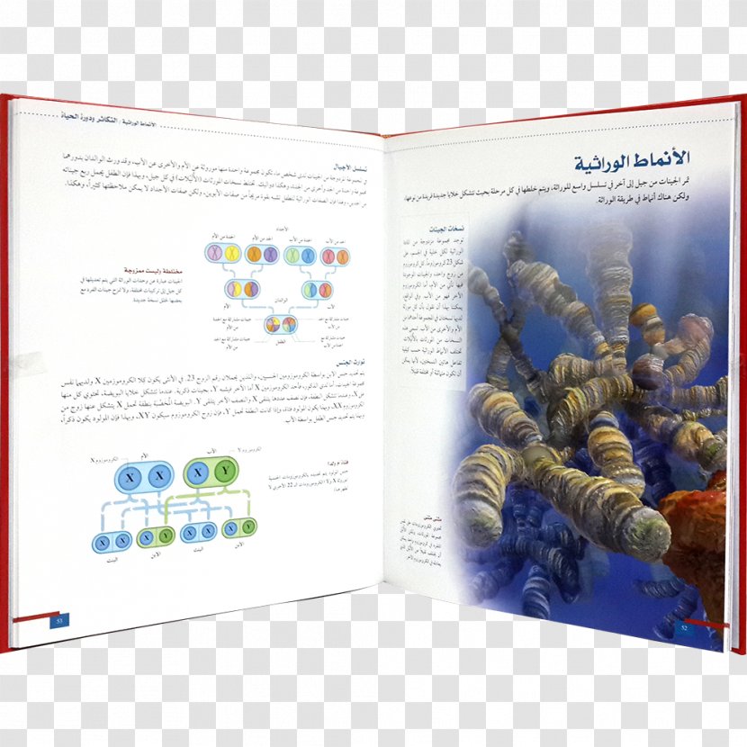 Graphic Design Brochure Organism Transparent PNG