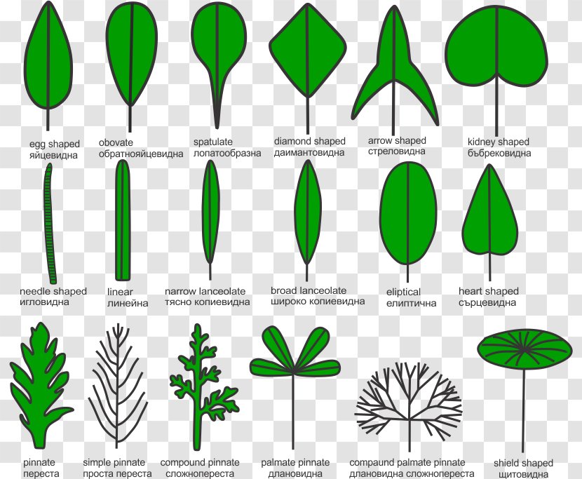 Leaf Plant Stem Grasses Aquatic Plants - Grass Transparent PNG