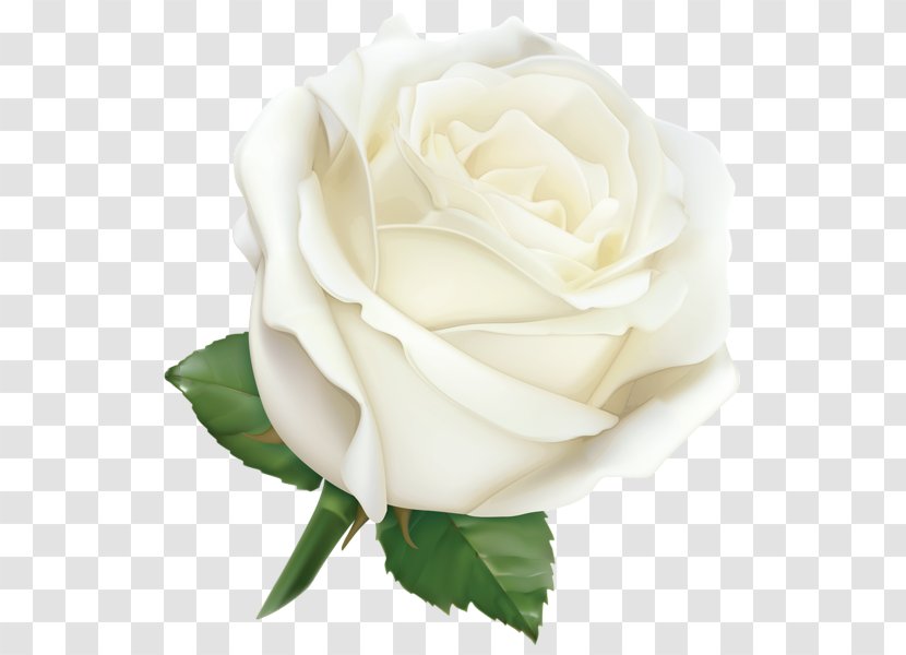 Rose Desktop Wallpaper Clip Art - China - White Roses Transparent PNG