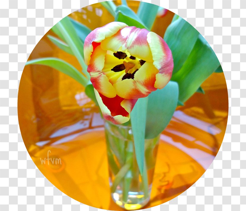 Tulip Cut Flowers Petal - Flowering Plant - Greet The Spring Transparent PNG