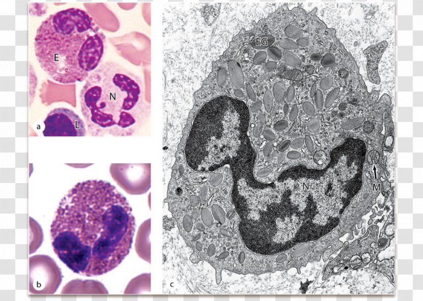 Eosinophil Blood Cell Histology Function - Heart Transparent PNG