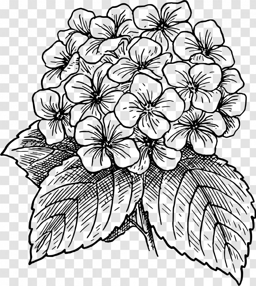 French Hydrangea Flower Clip Art - Monochrome Photography - Silhouette Cliparts Transparent PNG